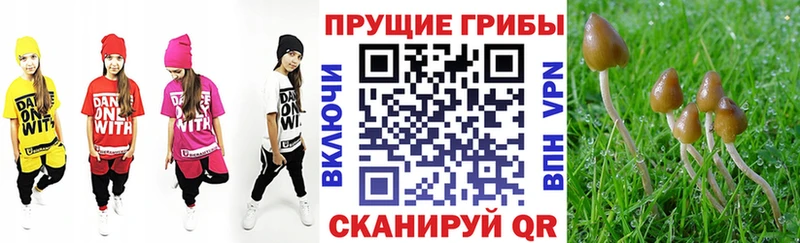 Купить  Иркутск  Галлюциногенные грибы Psilocybe 